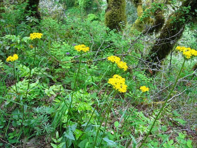 Eagle Creek-114.JPG - Eagle Creek